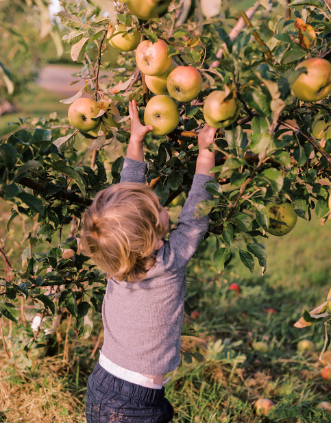 Niño cogiendo manzana de arbol